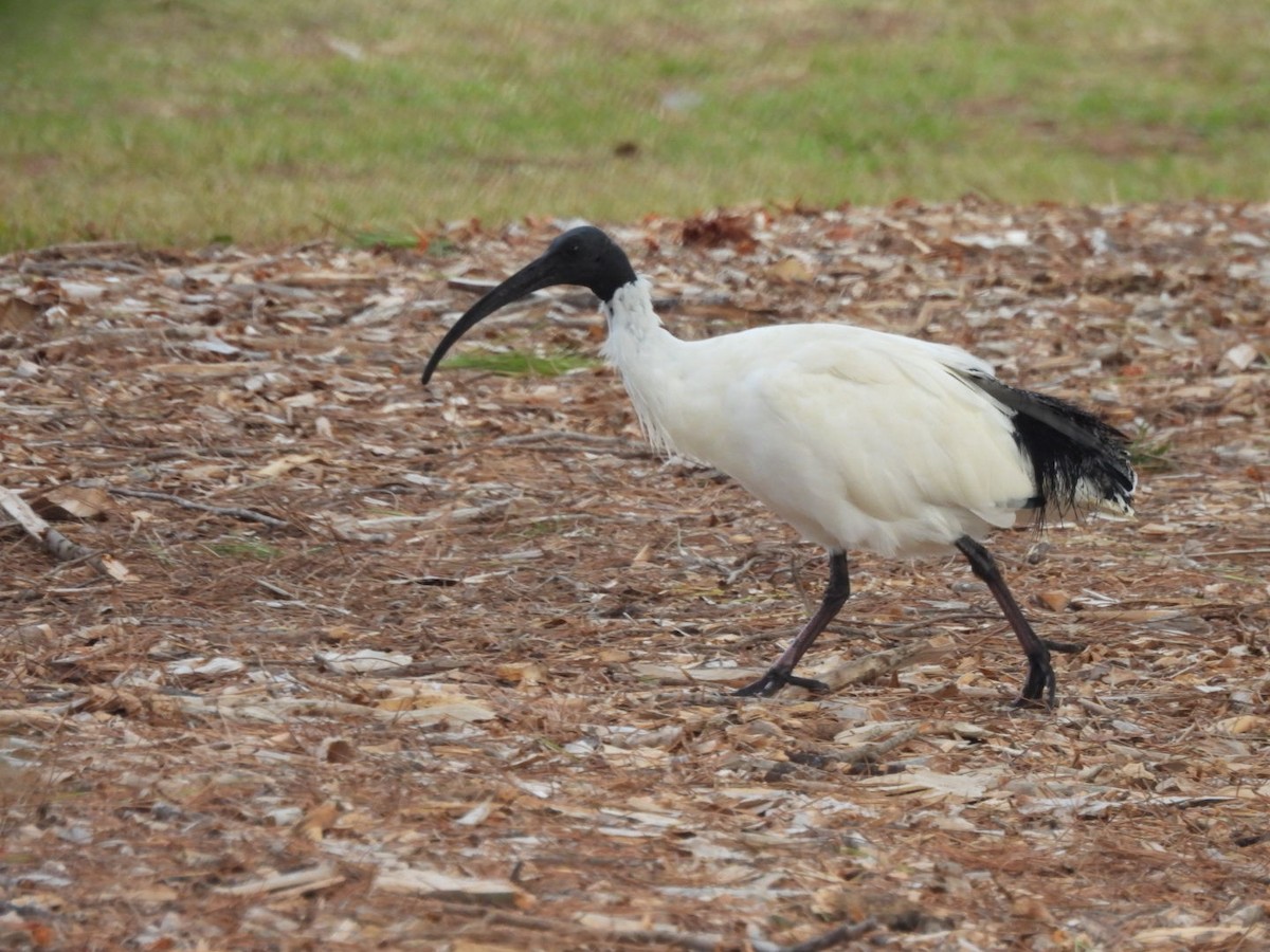 Australian Ibis - Jerry Hampton