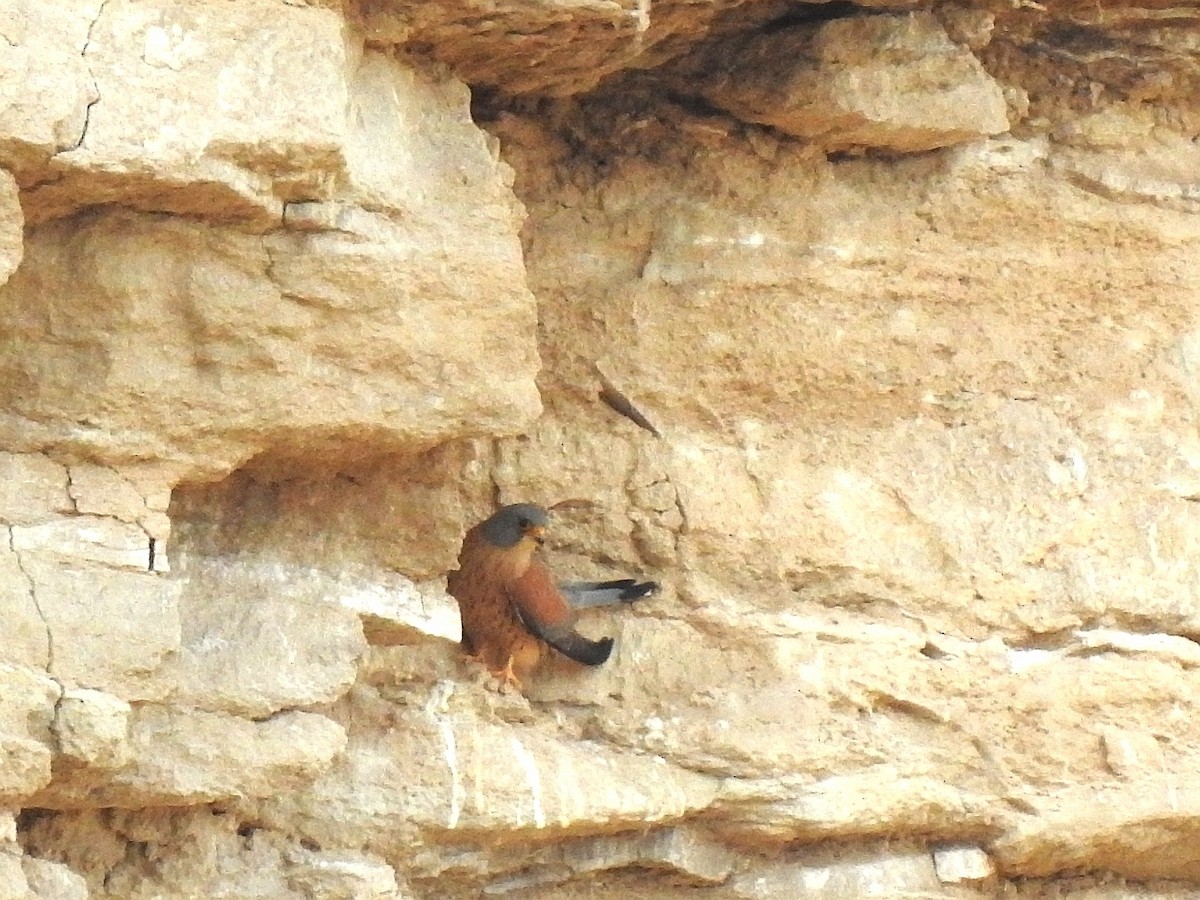 Lesser Kestrel - ML616952503