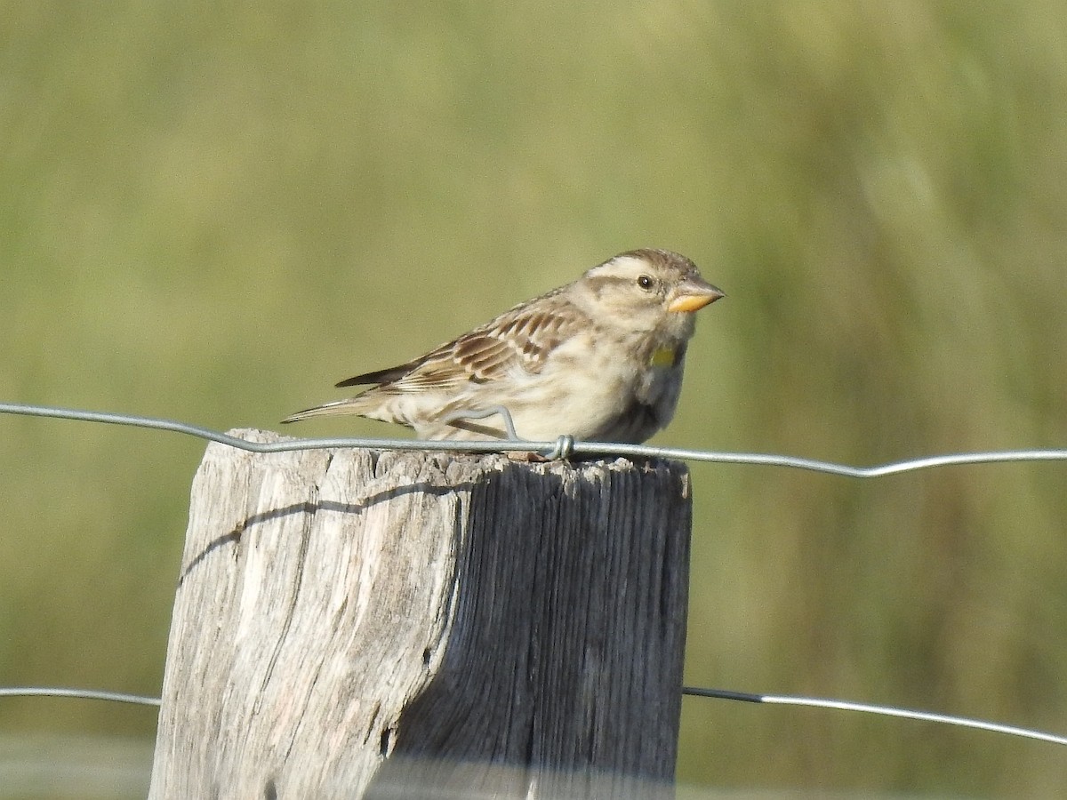 Rock Sparrow - ML616952518