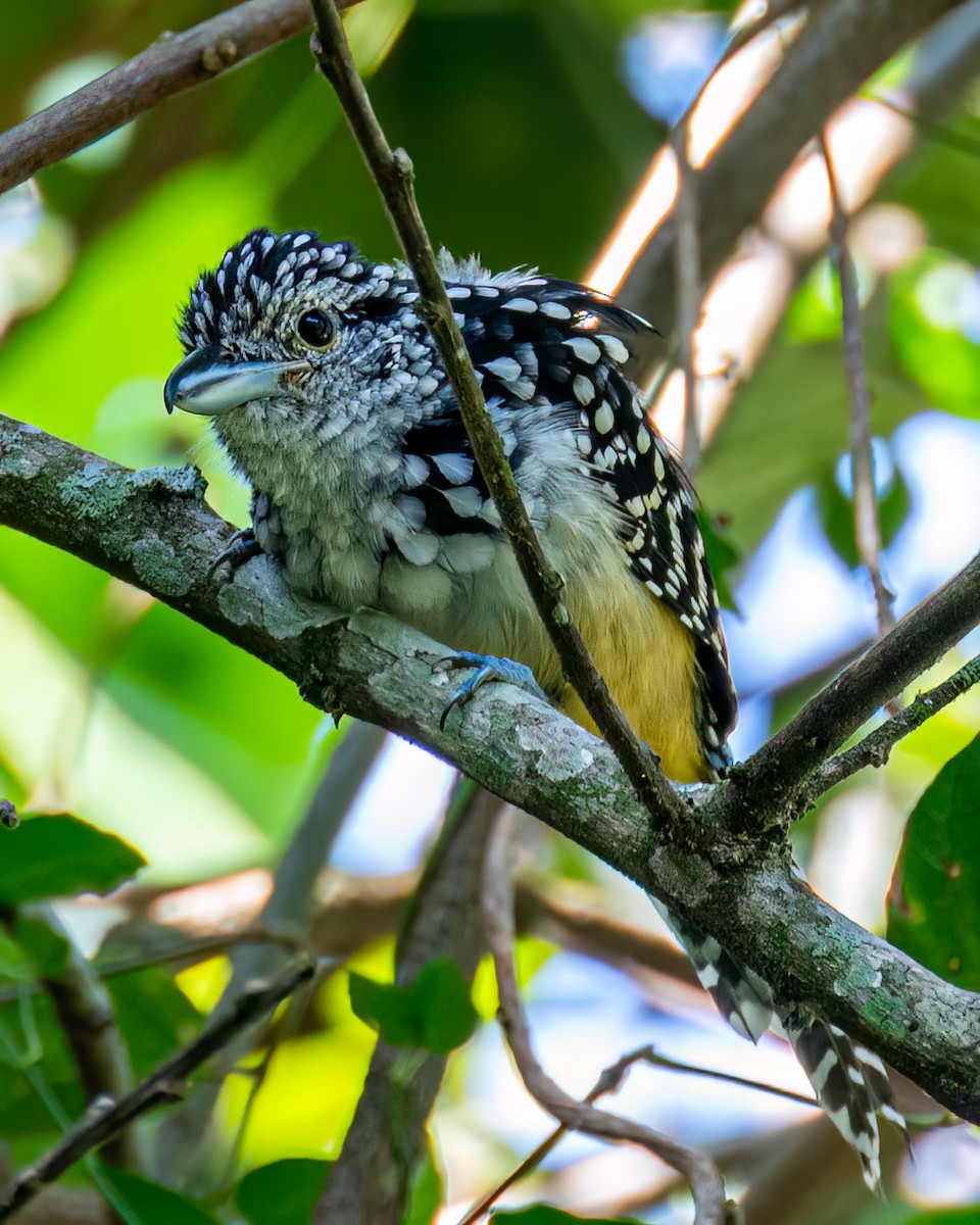 Spot-backed Antshrike - Victor Pássaro