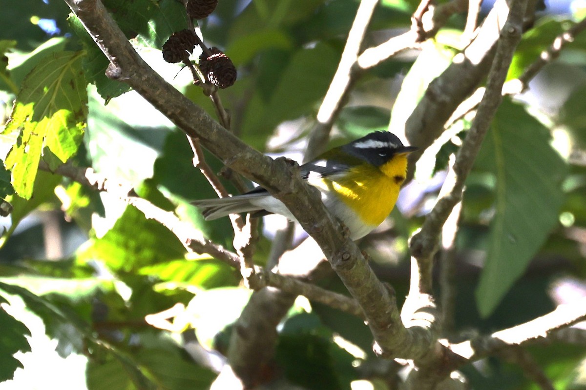 Crescent-chested Warbler - ML616952567