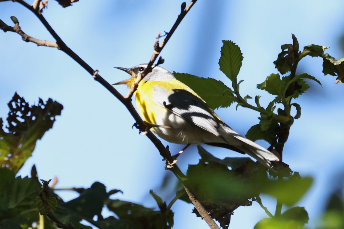 Paruline à croissant - ML616952575