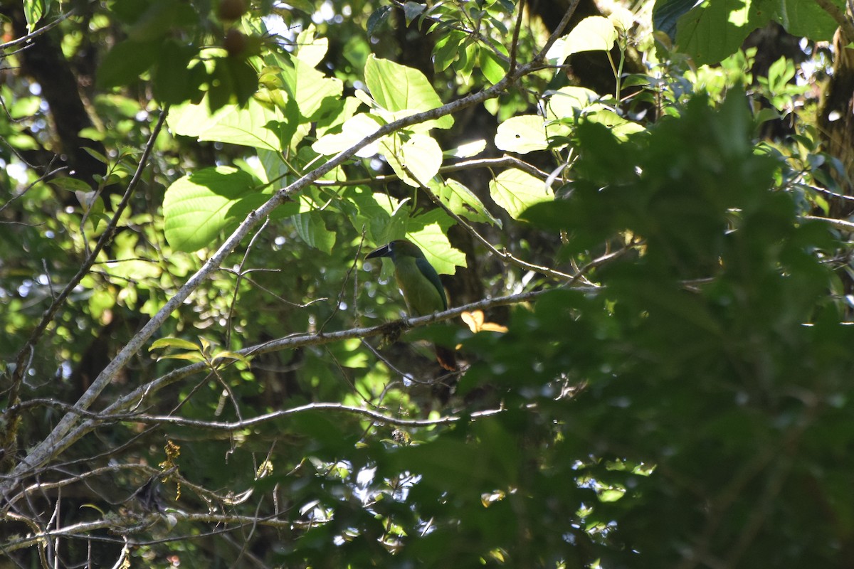 Northern Emerald-Toucanet (Blue-throated) - ML616952589