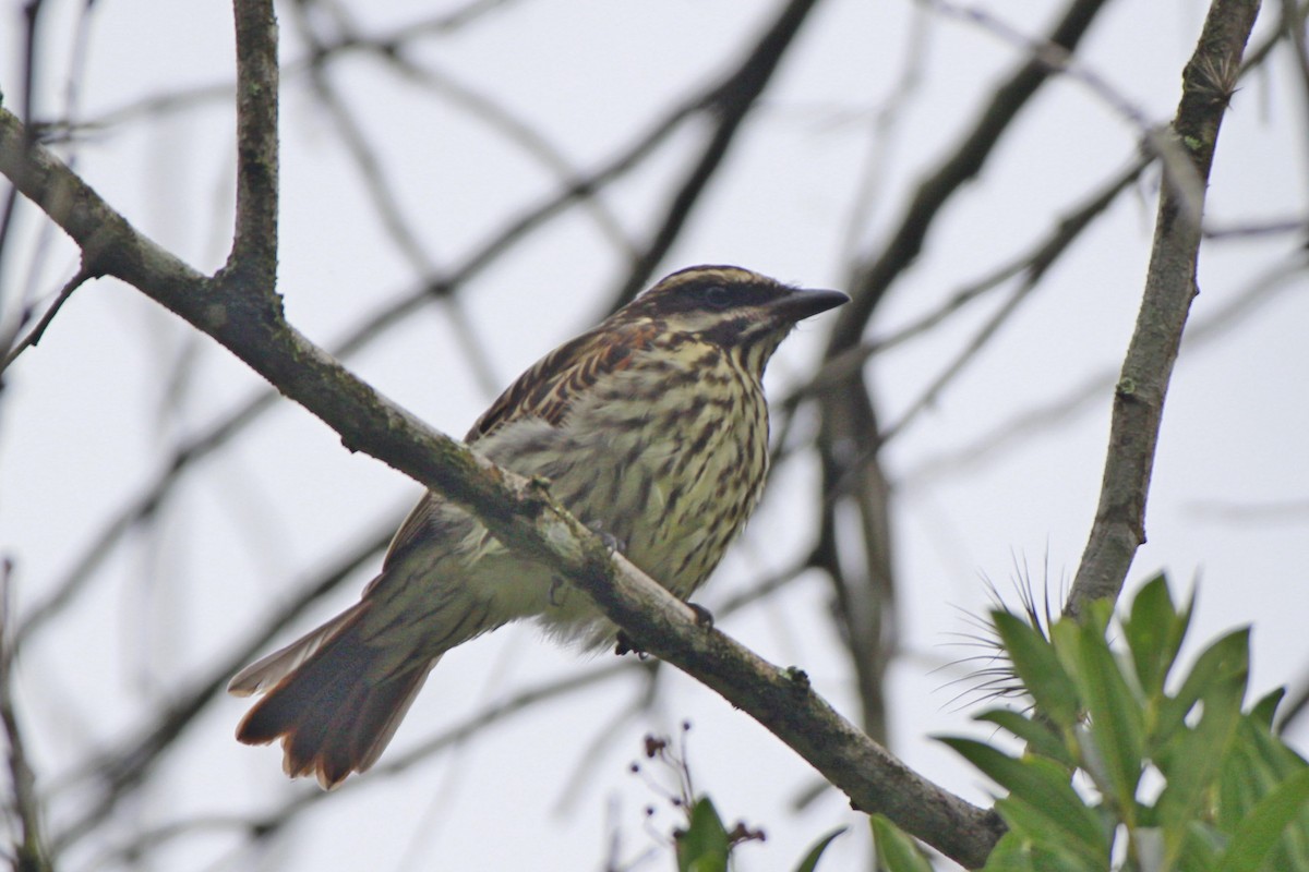 Variegated Flycatcher - ML616952608