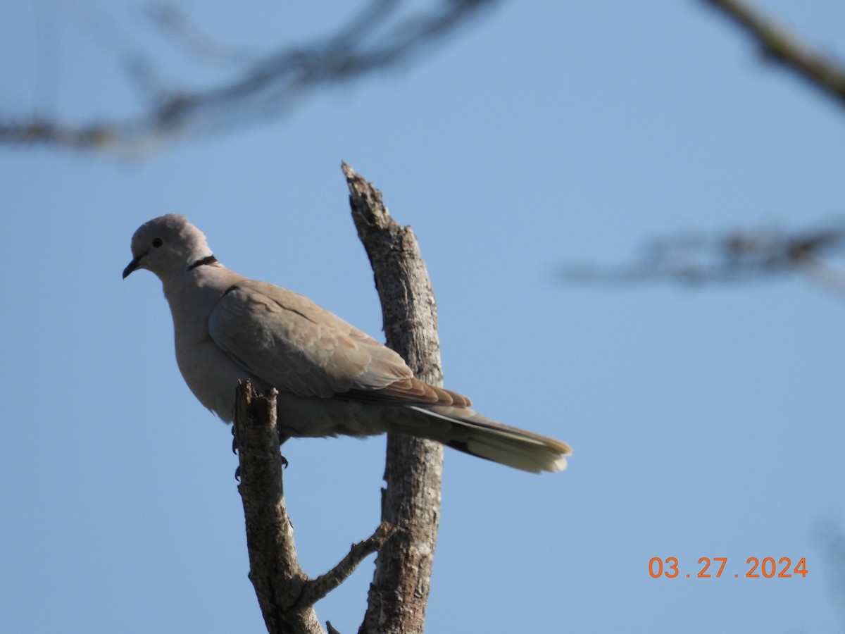 Eurasian Collared-Dove - ML616952643