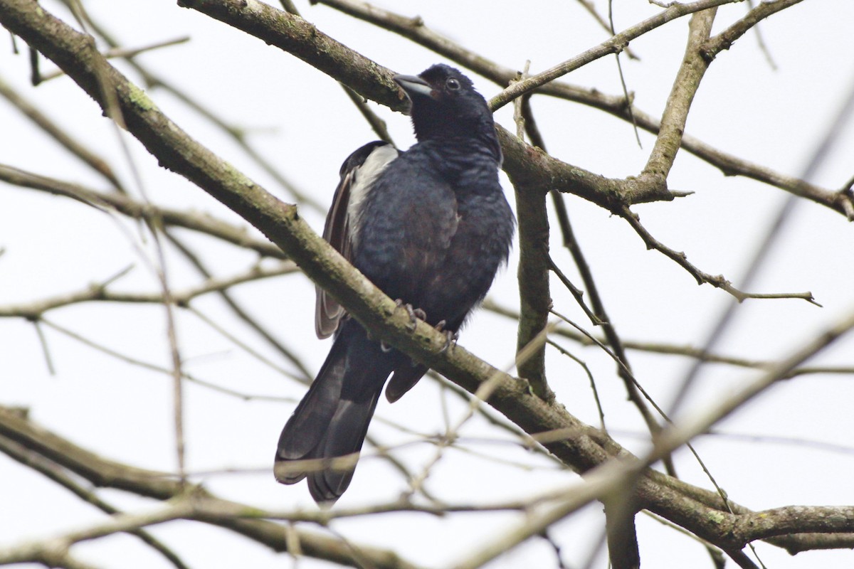 Ruby-crowned Tanager - ML616952644