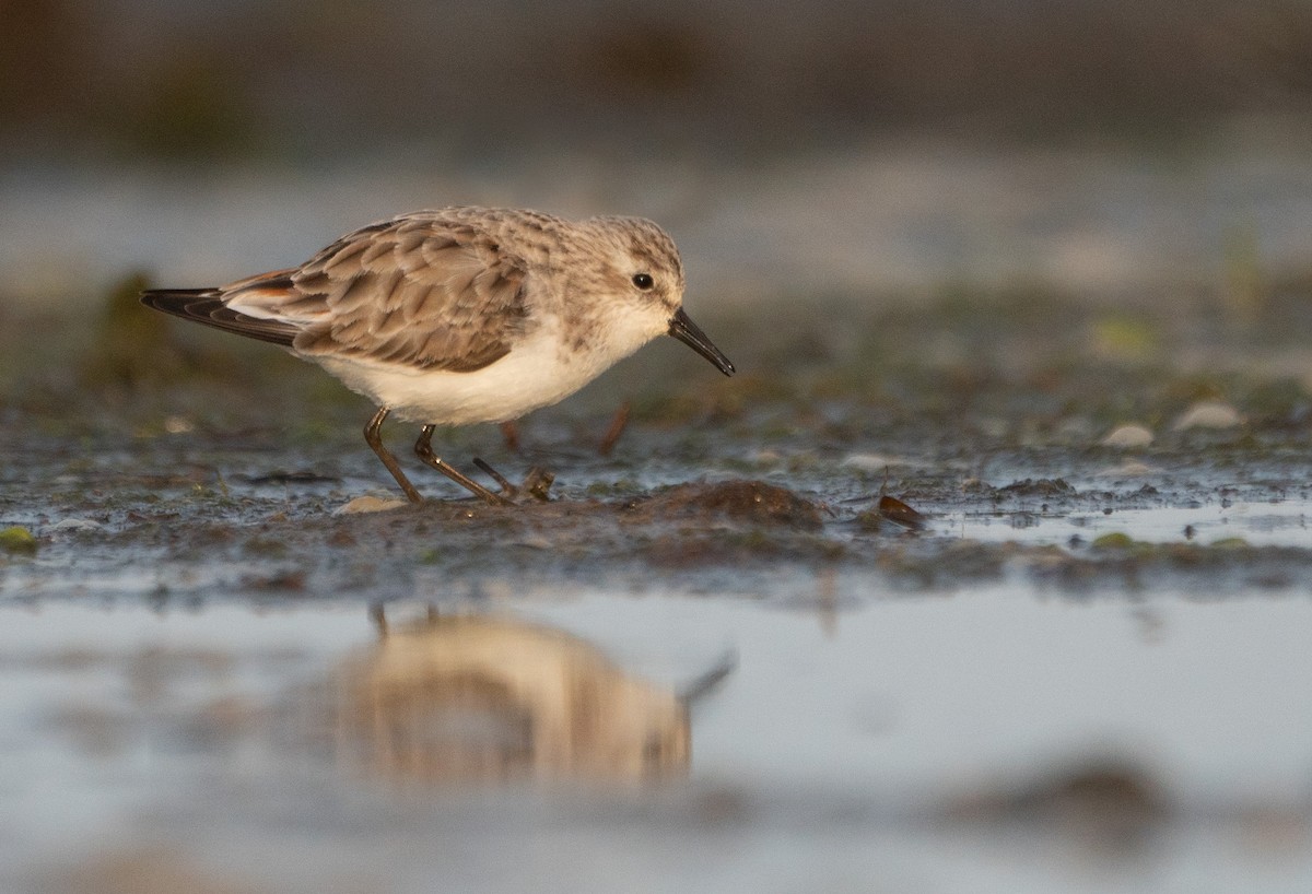 Little Stint - Marcel Gil Velasco