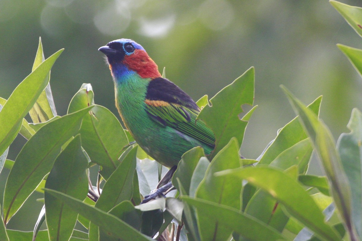 Red-necked Tanager - Gabriel Carbajales