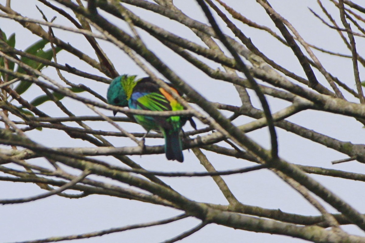 Green-headed Tanager - ML616952679