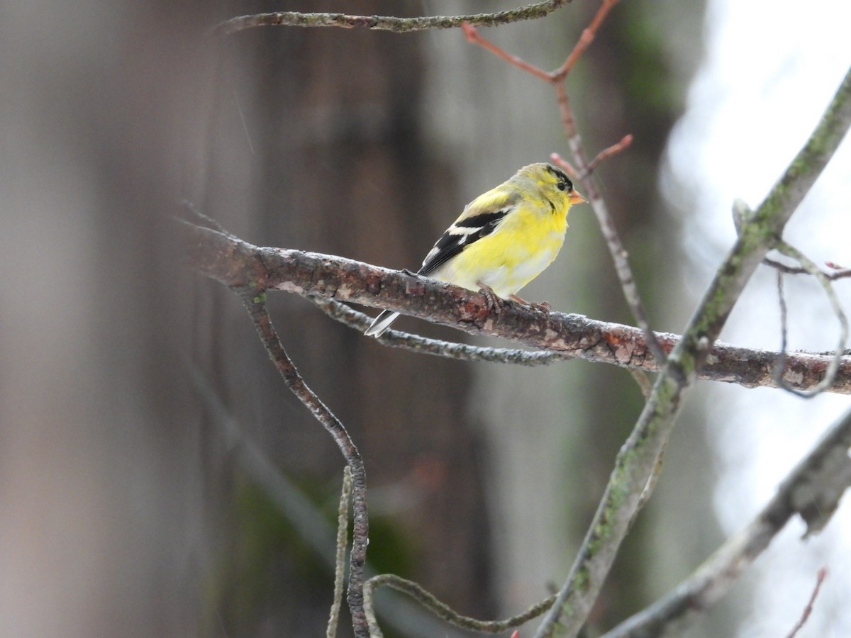 American Goldfinch - Rosanne Petrich