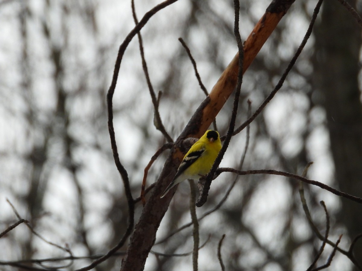 American Goldfinch - Rosanne Petrich