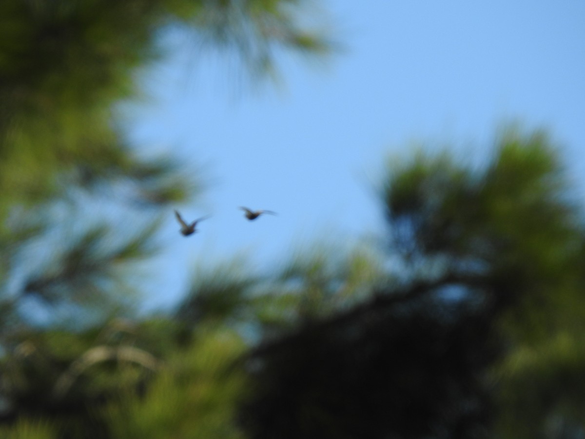 Black-bellied Sandgrouse - ML616952709