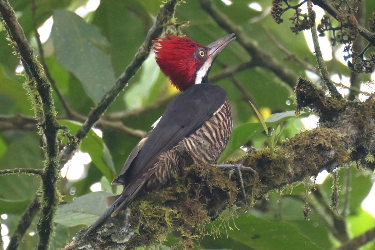 Guayaquil Woodpecker - Guy Lafond