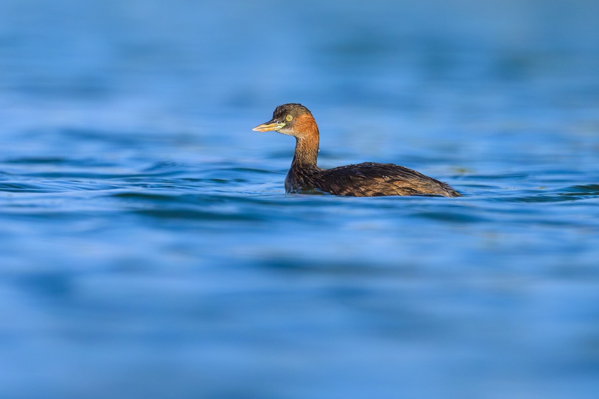 Little Grebe - ML616952761