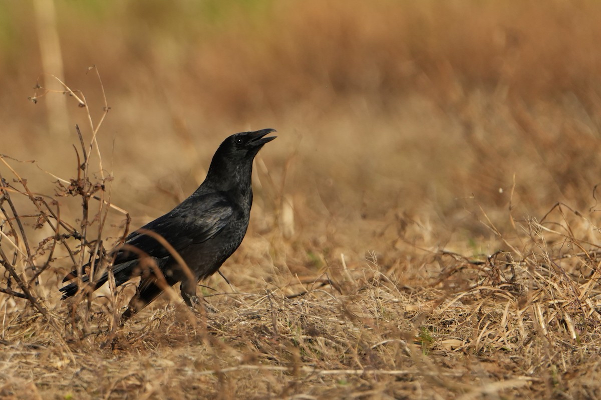 Carrion Crow - ML616952796