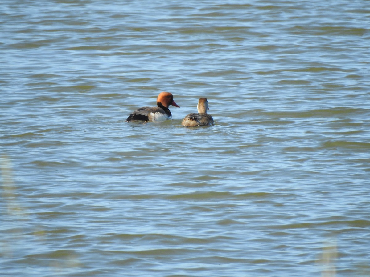 Red-crested Pochard - ML616952801