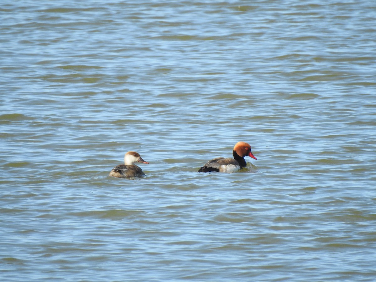 Red-crested Pochard - ML616952804