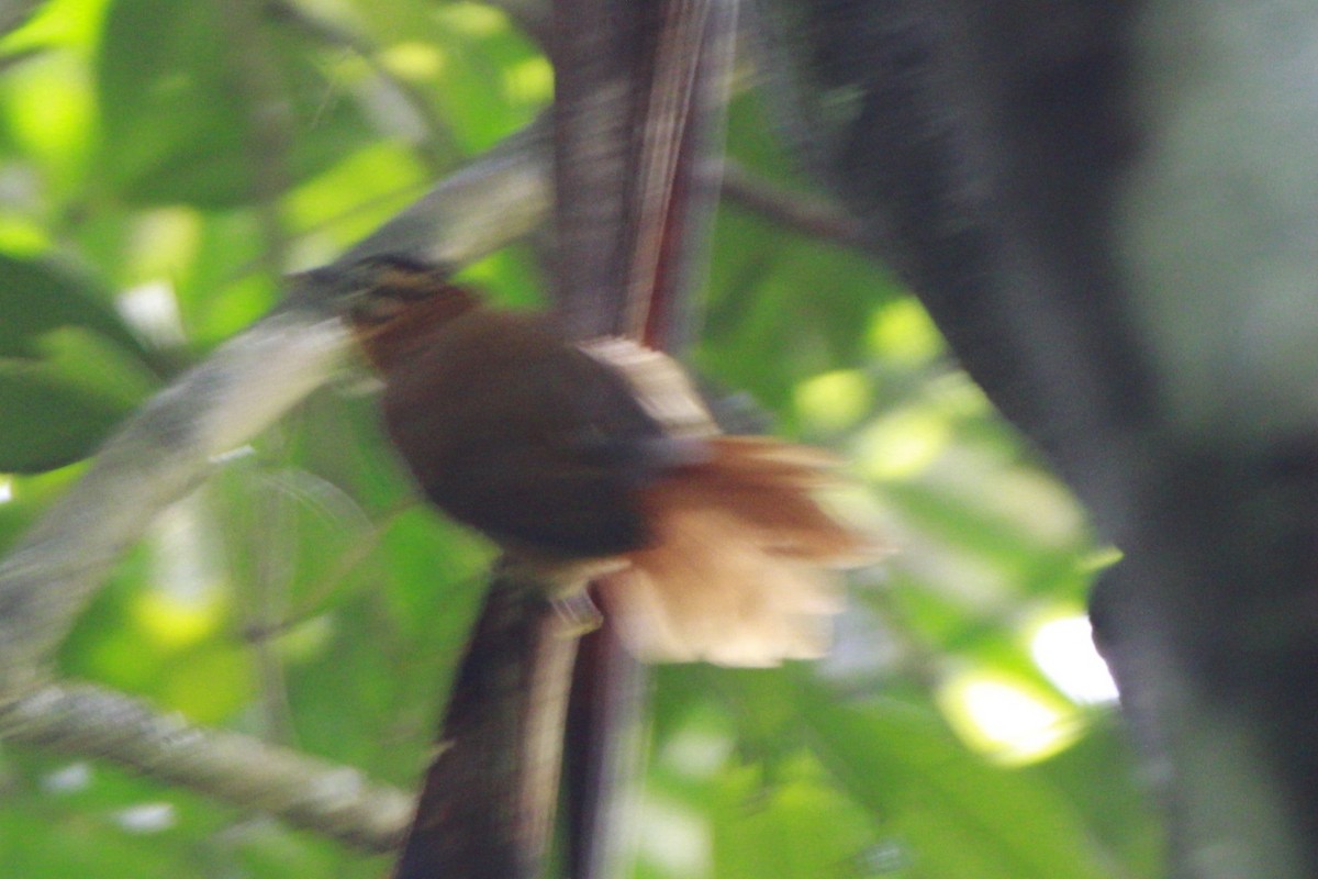 Black-capped Foliage-gleaner - ML616952810