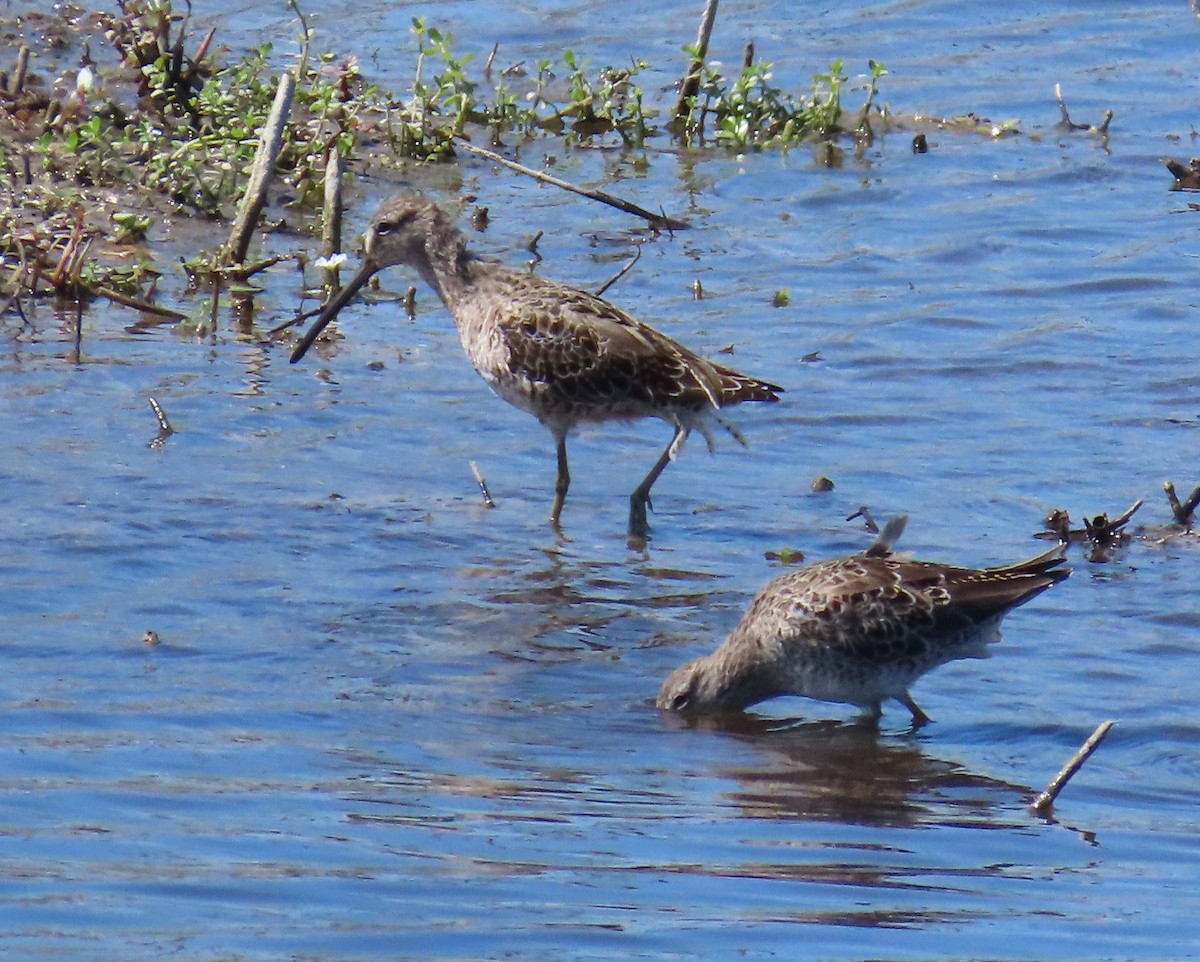 Short-billed Dowitcher - ML616952816