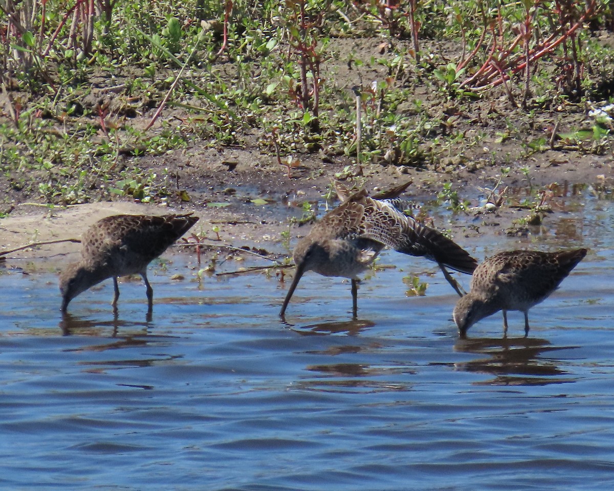 Short-billed Dowitcher - ML616952818