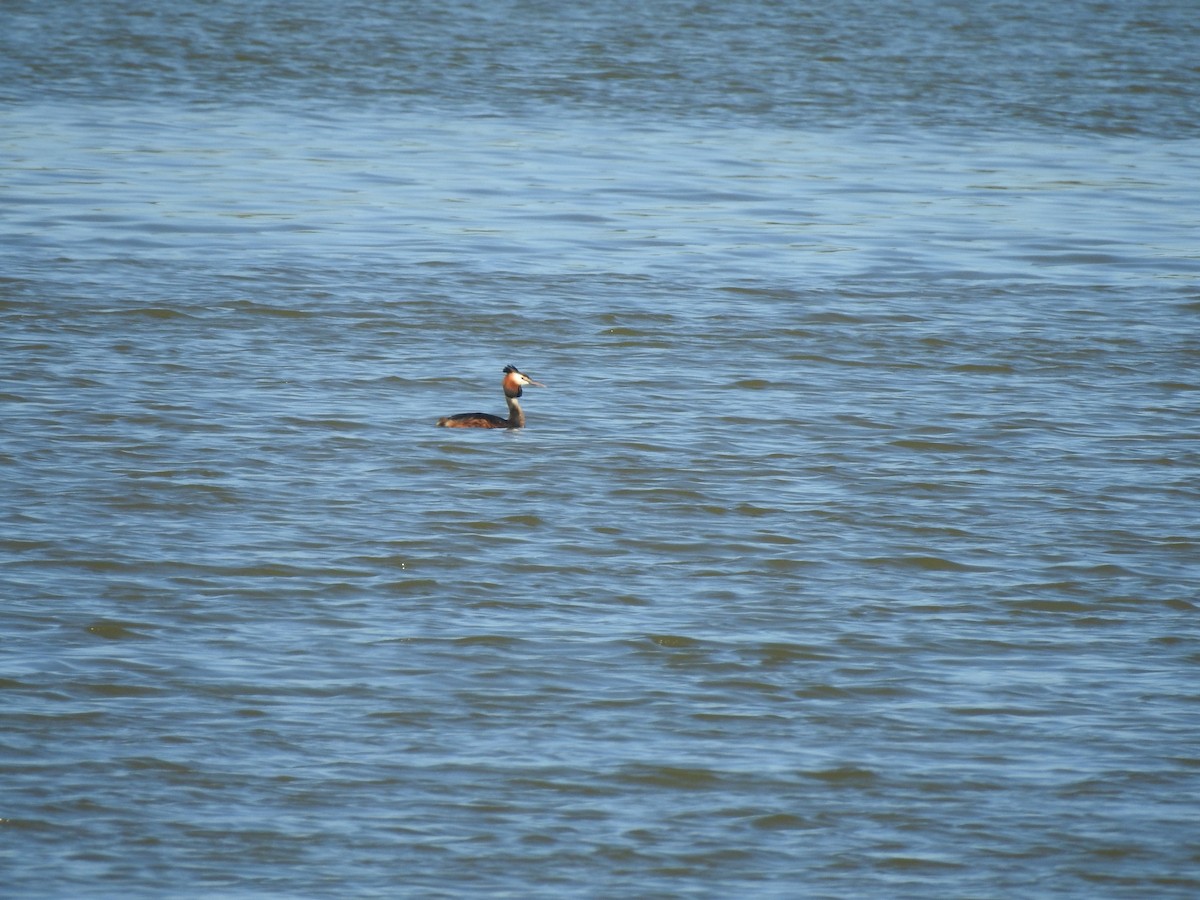 Great Crested Grebe - ML616952835