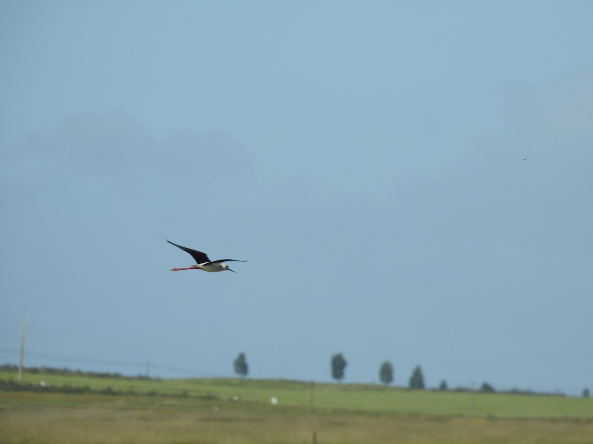 Black-winged Stilt - ML616952840