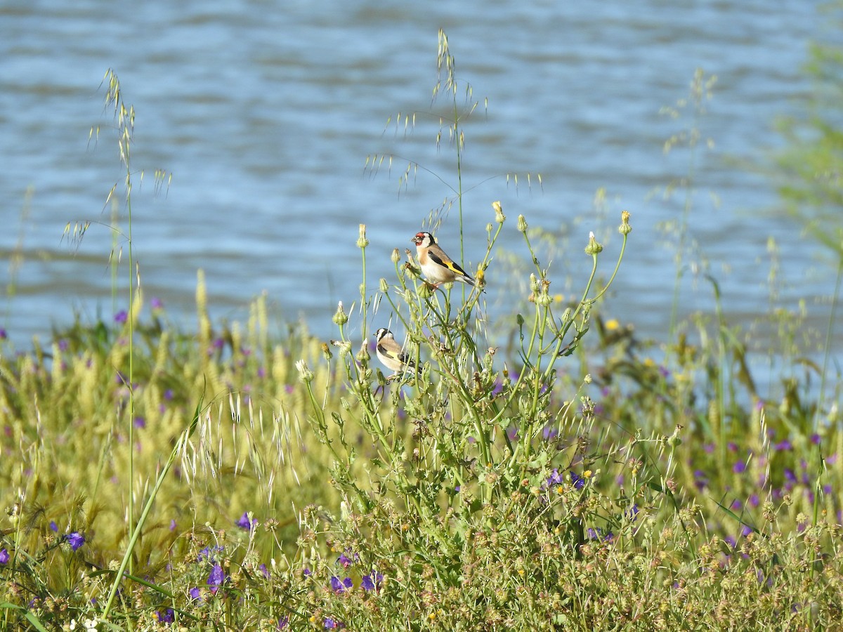 European Goldfinch - ML616952844