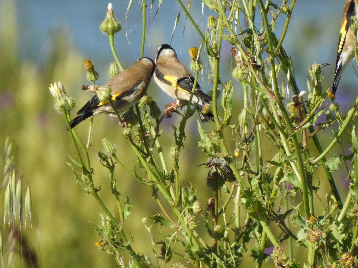 European Goldfinch - ML616952854