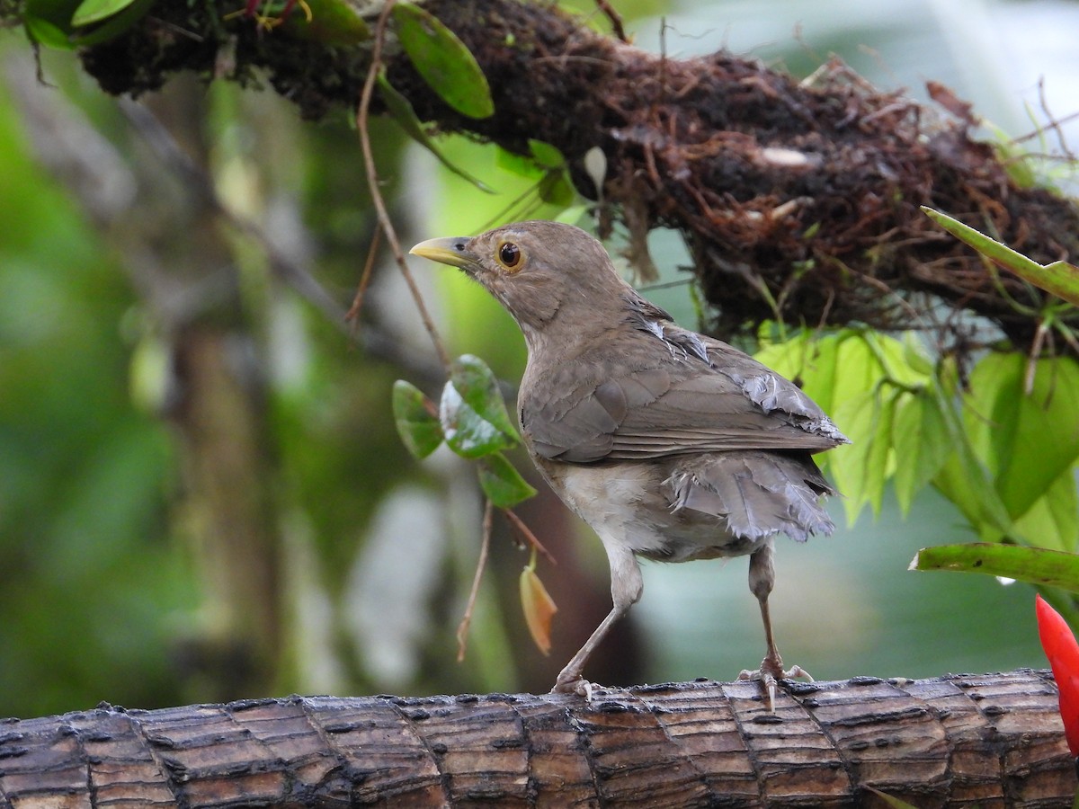 Ecuadorian Thrush - Francisco Sornoza