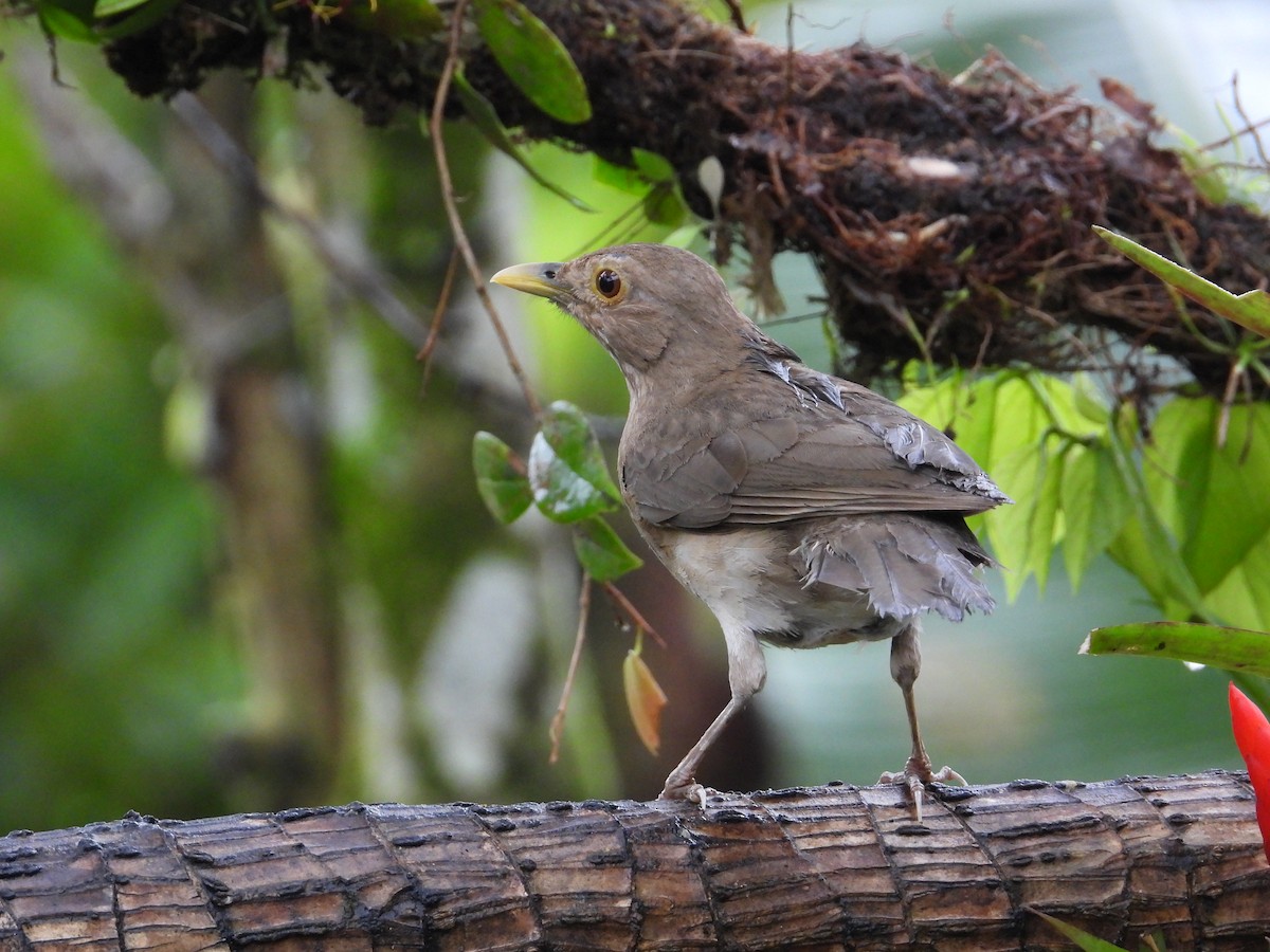 Ecuadorian Thrush - Francisco Sornoza