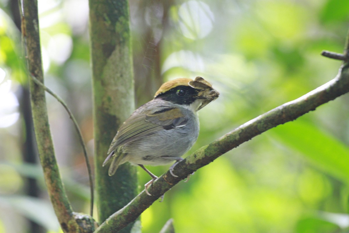 Black-cheeked Gnateater - Gabriel Carbajales