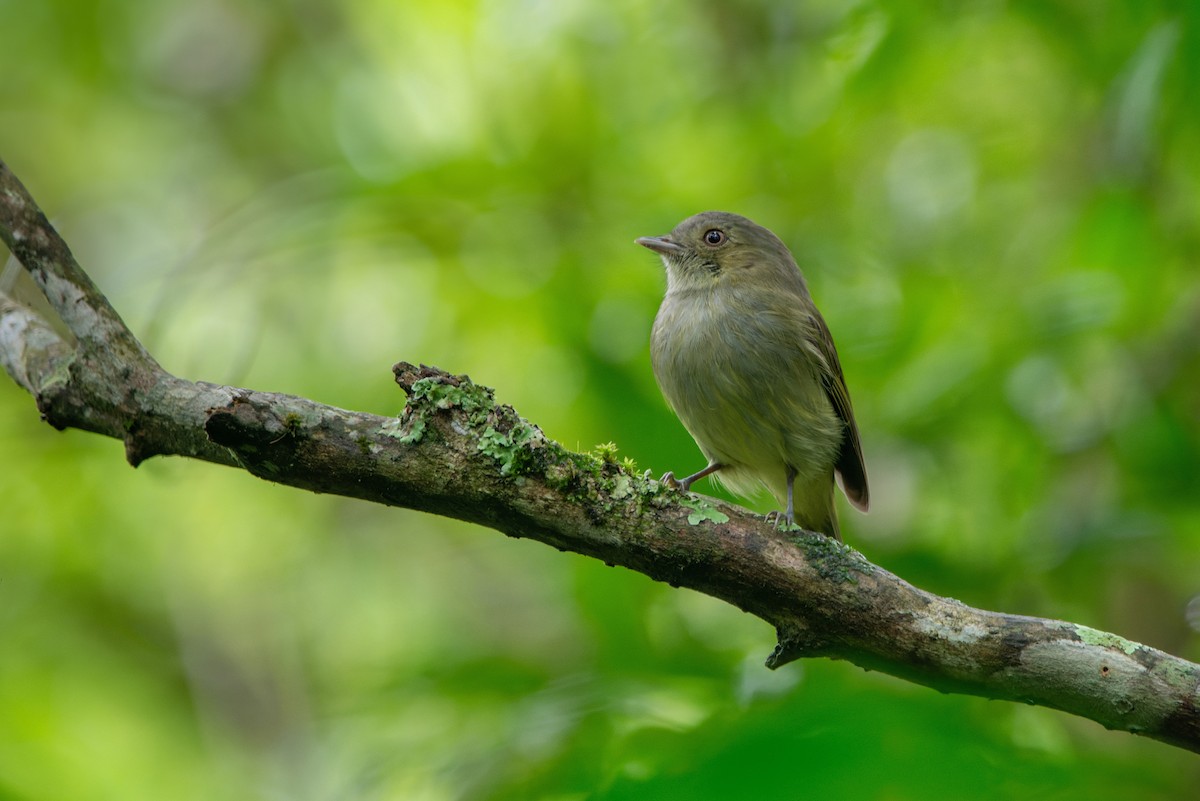 Serra do Mar Tyrant-Manakin - LUCIANO BERNARDES