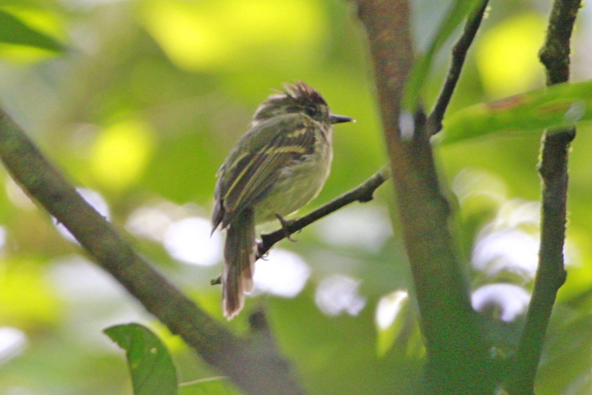 Sepia-capped Flycatcher - Gabriel Carbajales