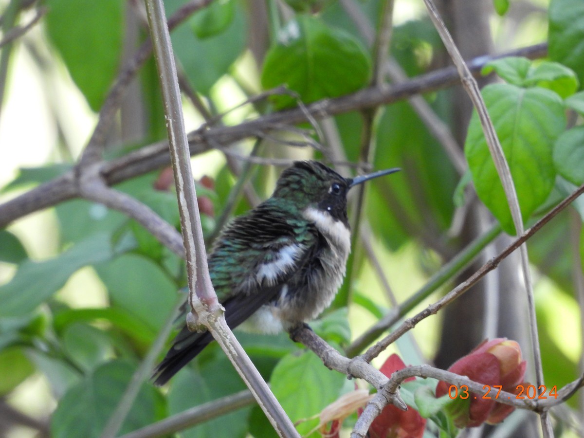 Ruby-throated Hummingbird - ML616952932