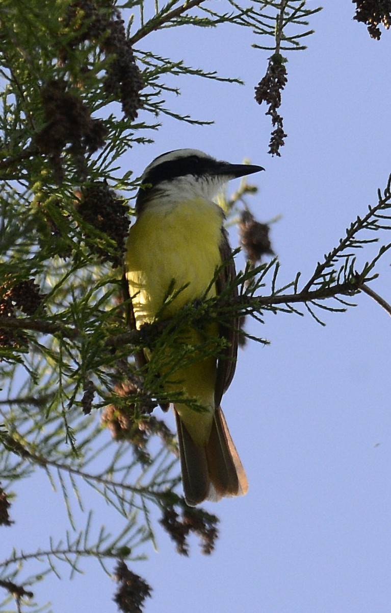 Great Kiskadee - ML616952960