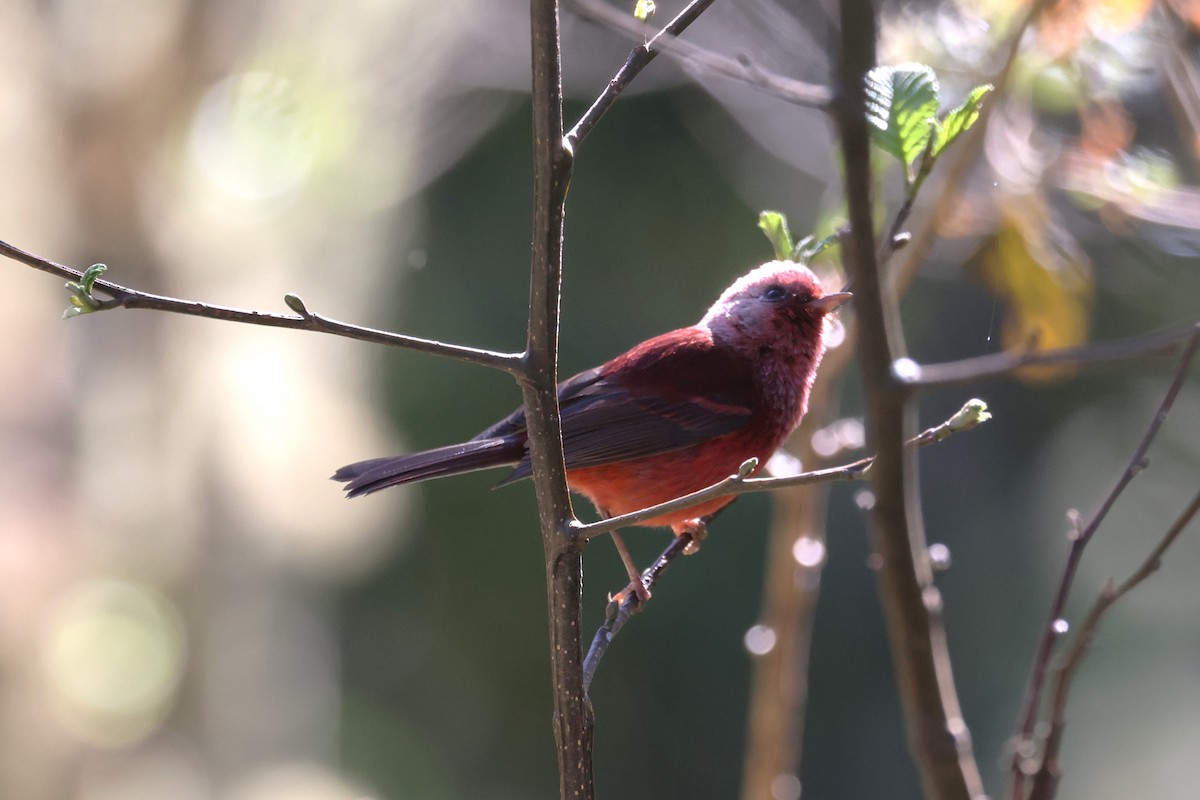 Pink-headed Warbler - ML616952977