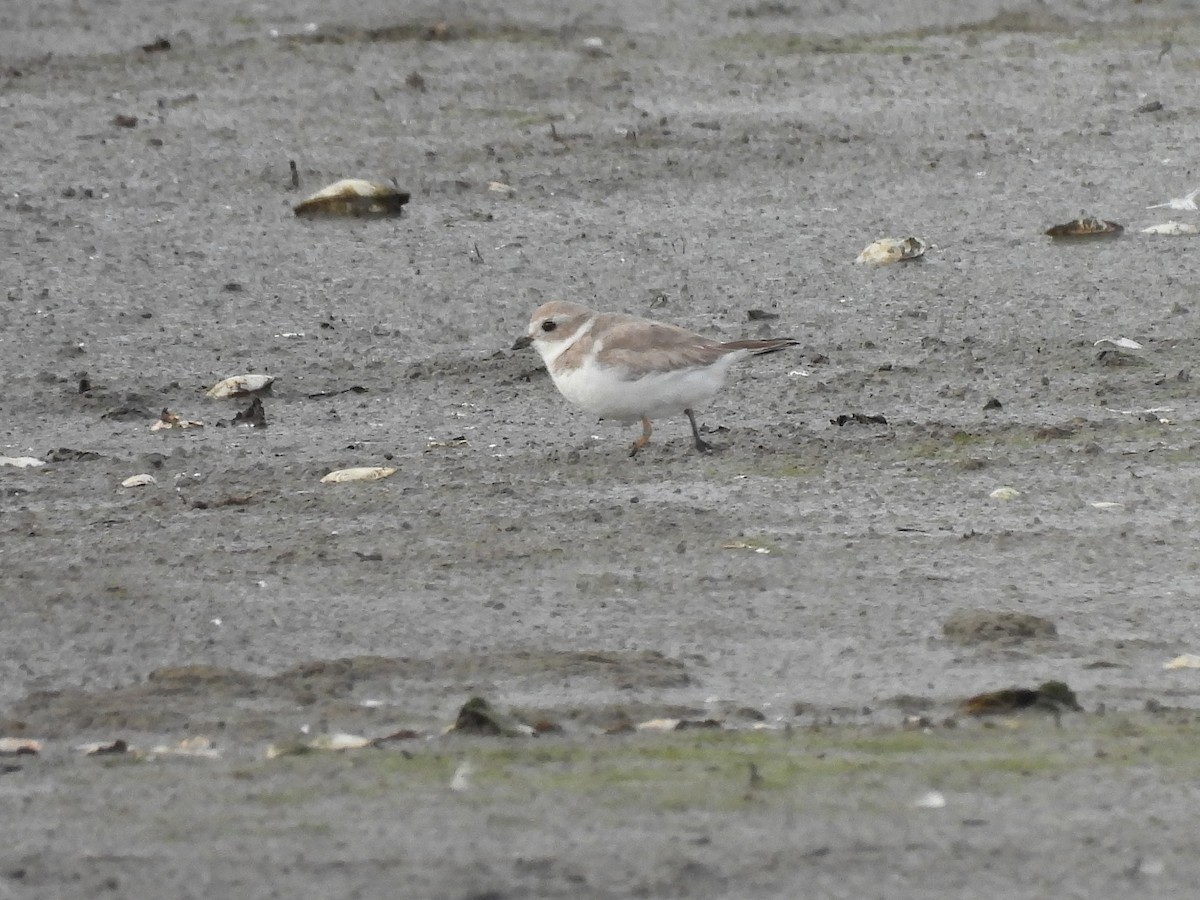 Piping Plover - ML616953026