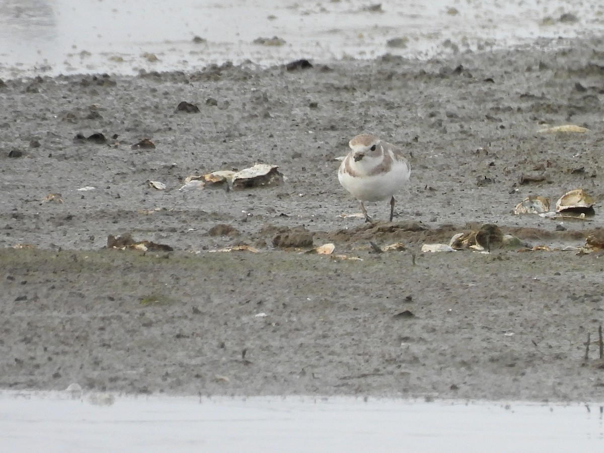 Piping Plover - ML616953041
