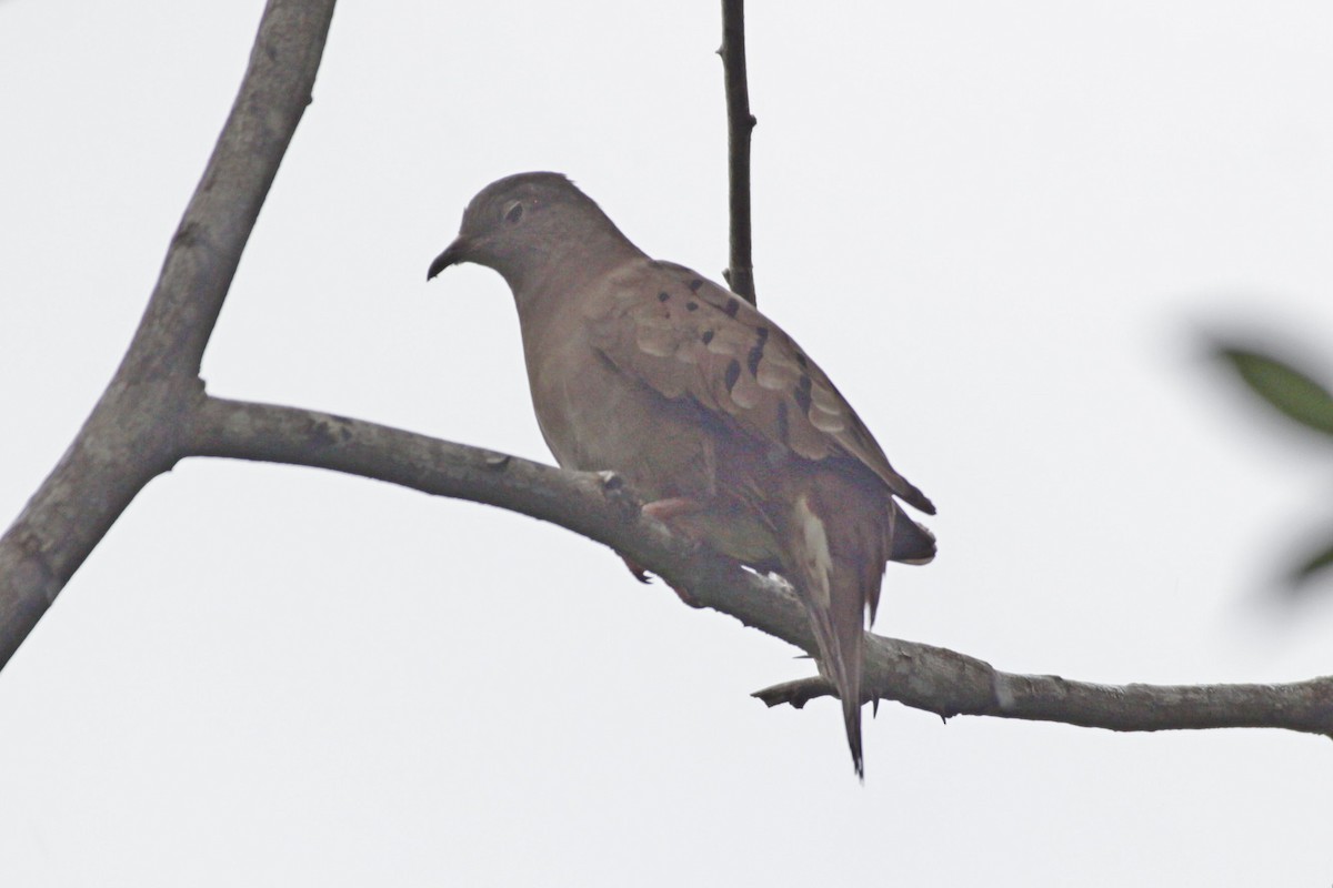 Ruddy Ground Dove - ML616953042