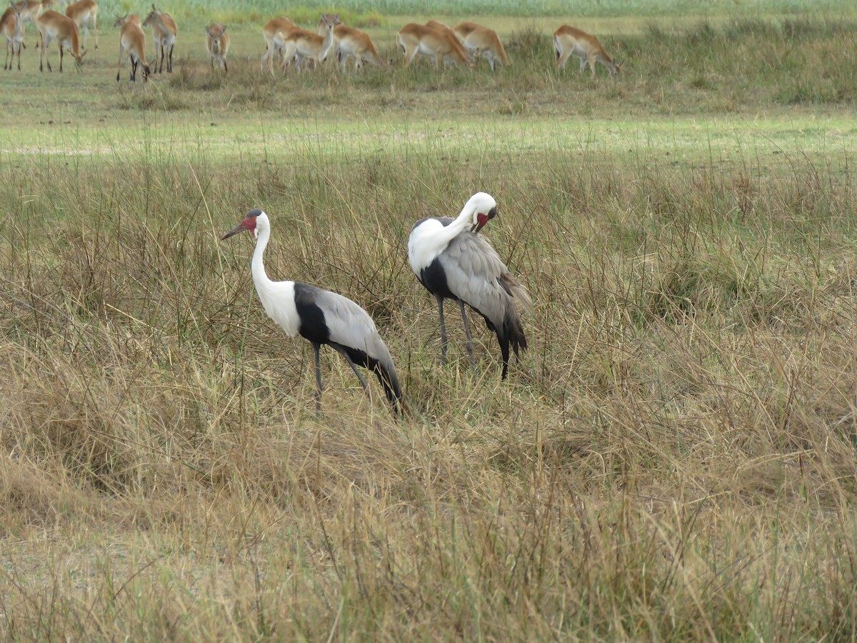 Wattled Crane - ML616953062