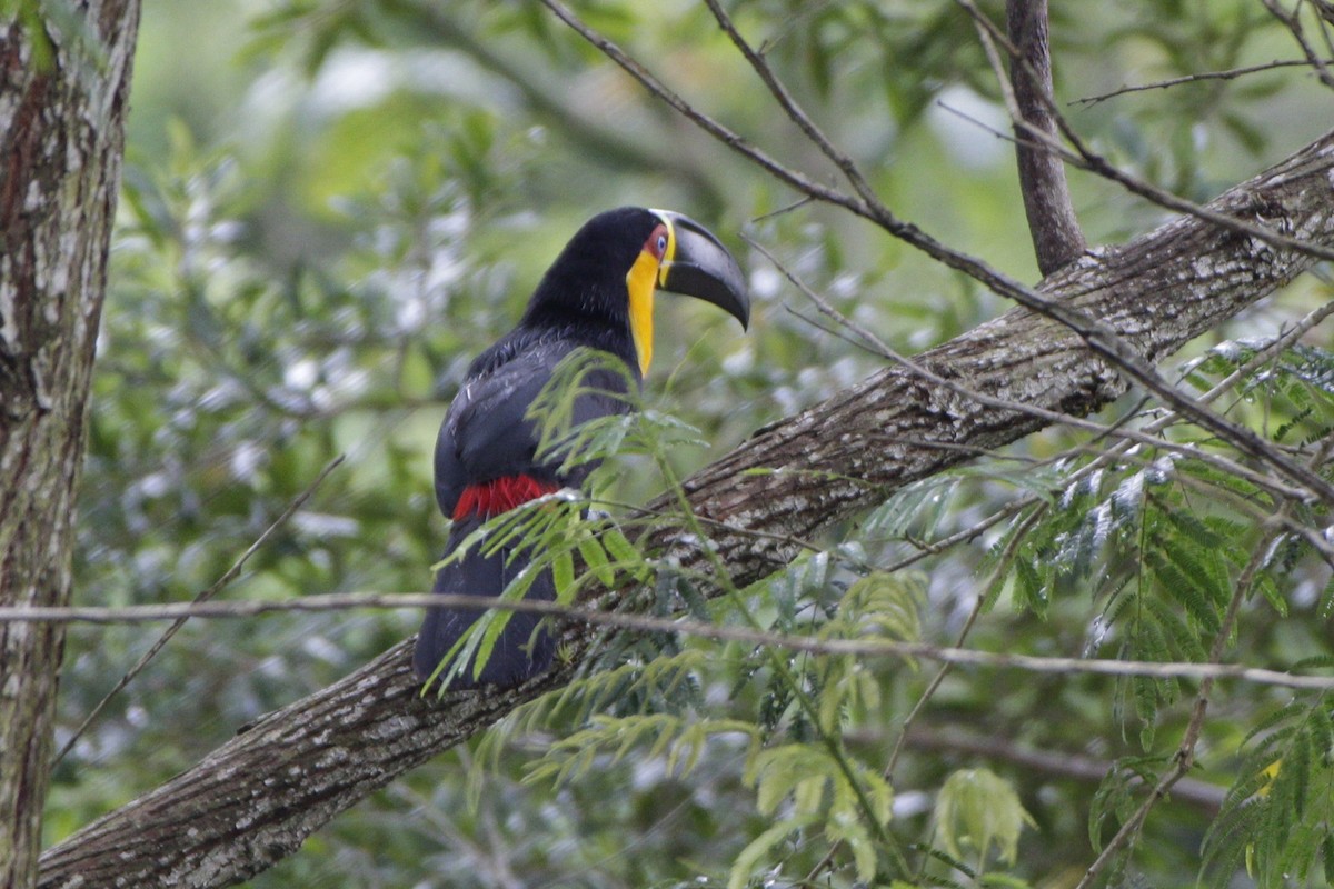 Channel-billed Toucan - Gabriel Carbajales