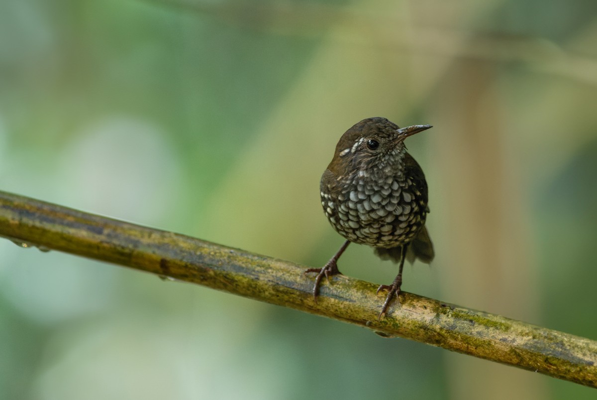 Sharp-tailed Streamcreeper - ML616953098