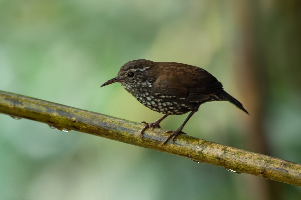 Sharp-tailed Streamcreeper - ML616953102