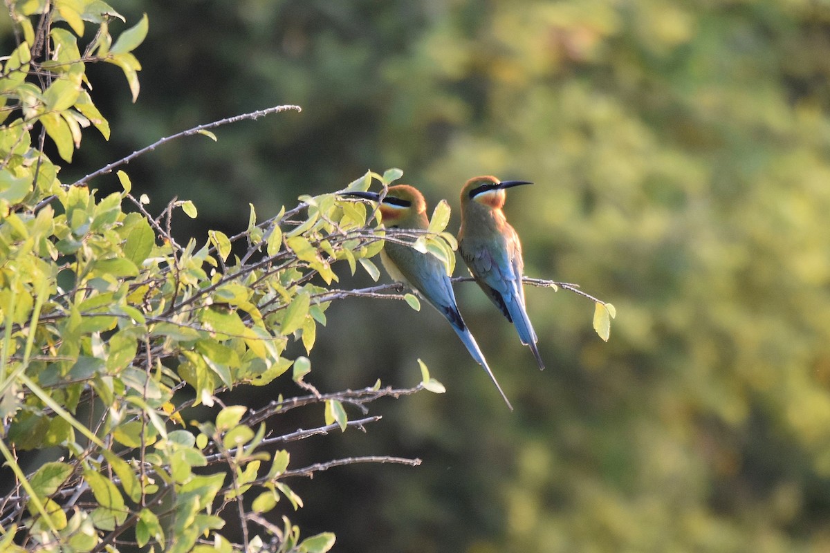 Blue-tailed Bee-eater - ML616953164