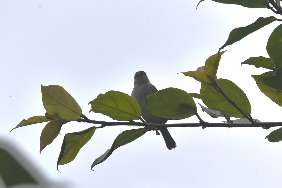 Mistletoe Tyrannulet - ML616953200