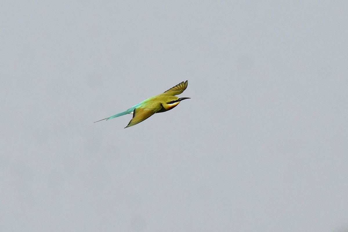 Blue-tailed Bee-eater - ML616953209
