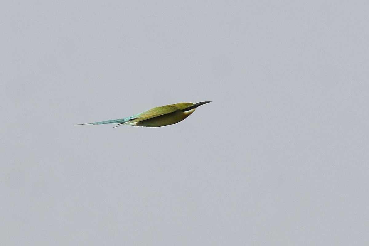 Blue-tailed Bee-eater - ML616953210