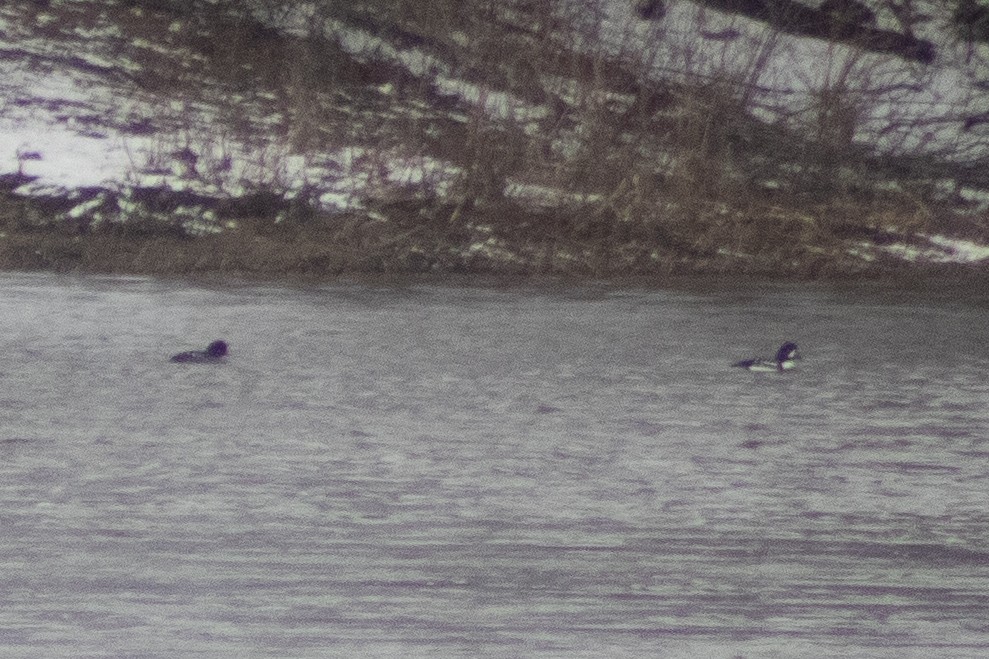 Barrow's Goldeneye - ML616953289