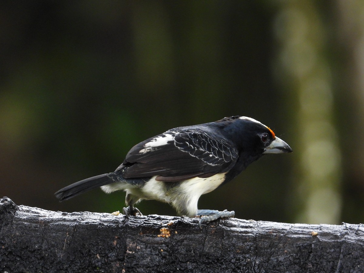 Orange-fronted Barbet - ML616953327