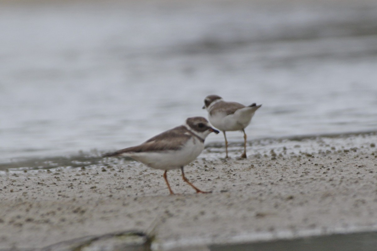 Semipalmated Plover - ML616953359